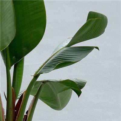 半岛官方登录地址