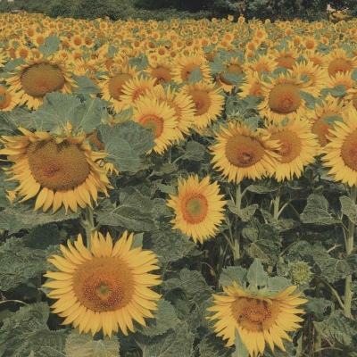 Kaiyun·开云体育下载手机版