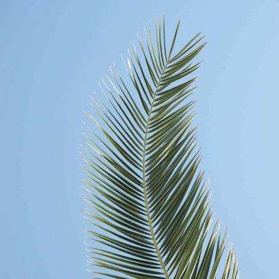 星力正版捕鱼手机app下载