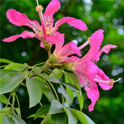 澳门黄金城app苹果下载官网